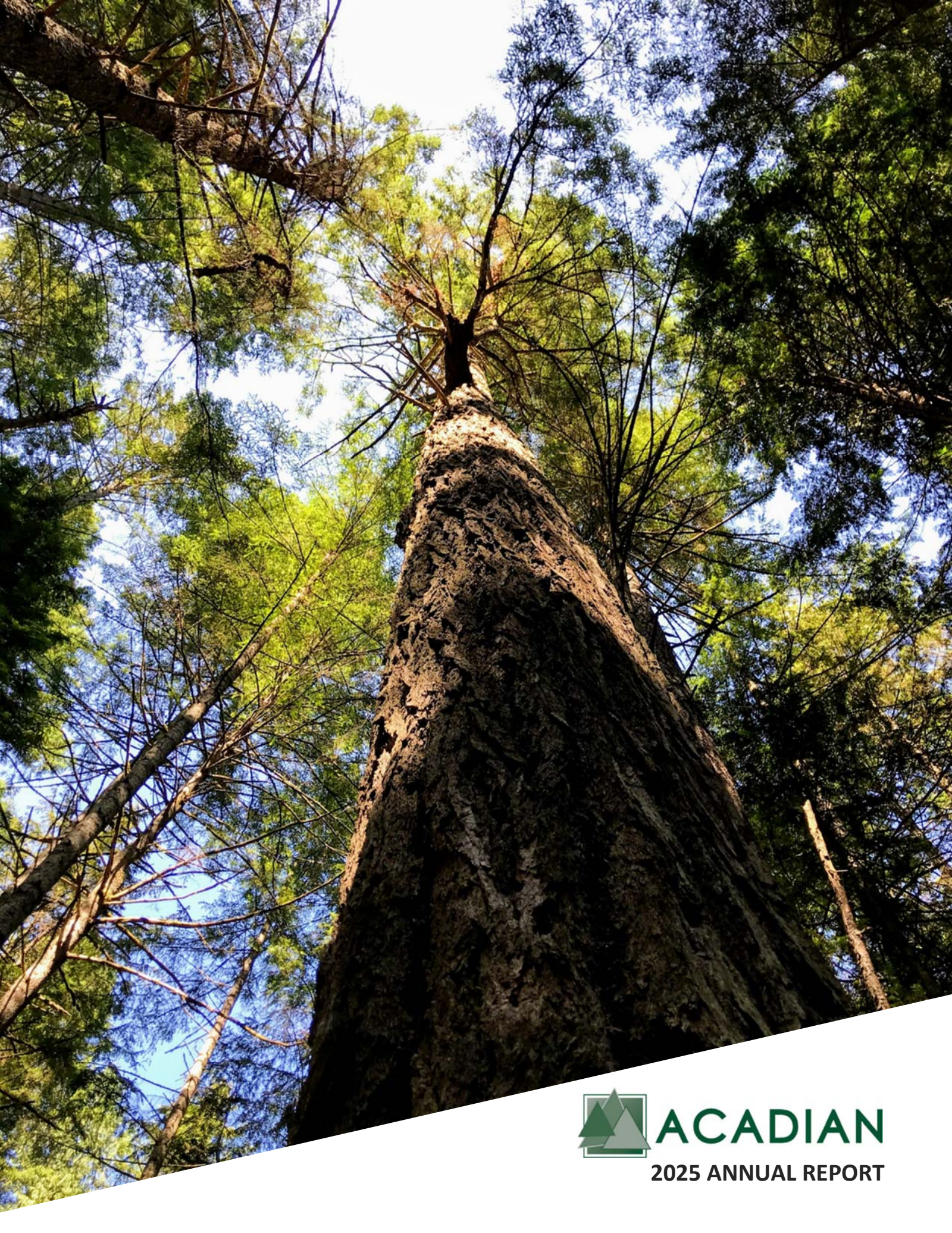 Acadian Timber's Q4 2025 Annual report
